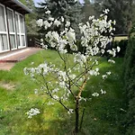 Fjola *